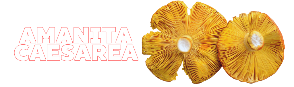 Amanita Caesarea mushroom