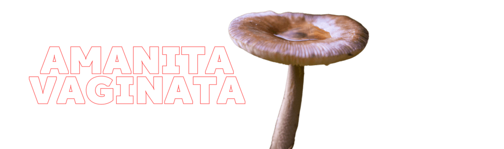 Amanita Vaginata mushroom