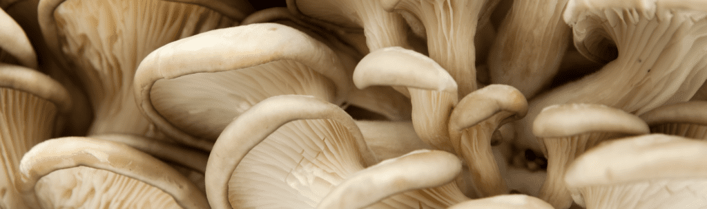 Oyster Mushrooms