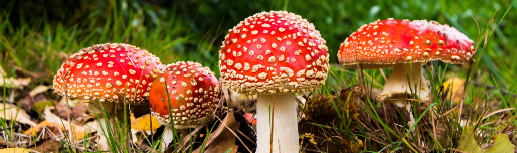 Amanita muscaria