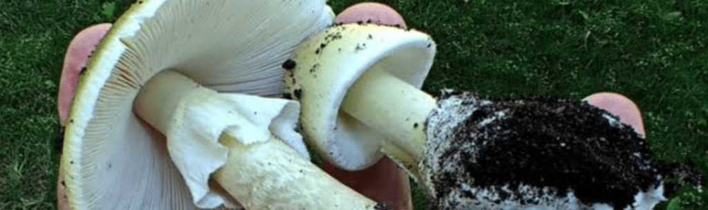 Amanita Phalloides