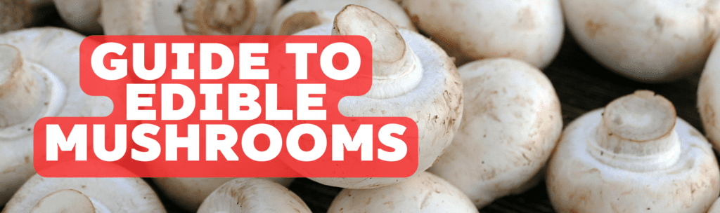 guide to edible mushrooms