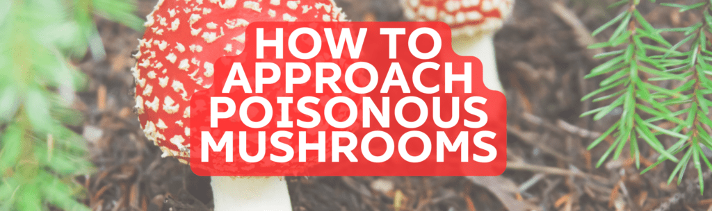 how to approach poisonous mushrooms