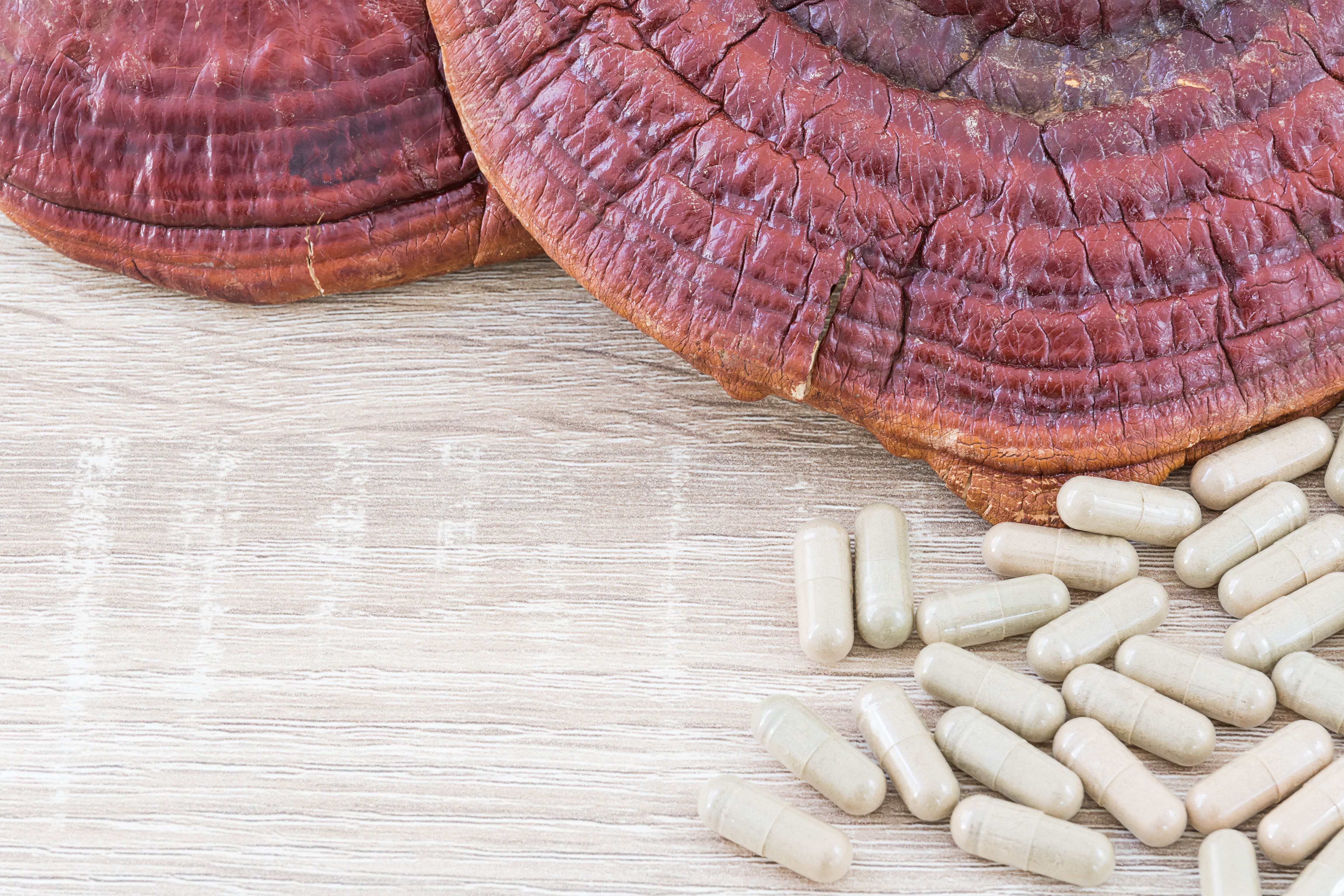 ganoderma lucidum capsule