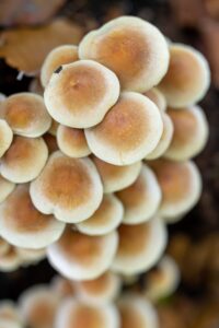 Magic mushrooms for mental health