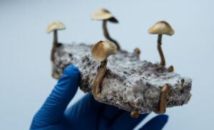 A hand holding a cluster of psilocybin mushrooms growing on a substrate.