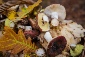 Mushrooms in Fall season