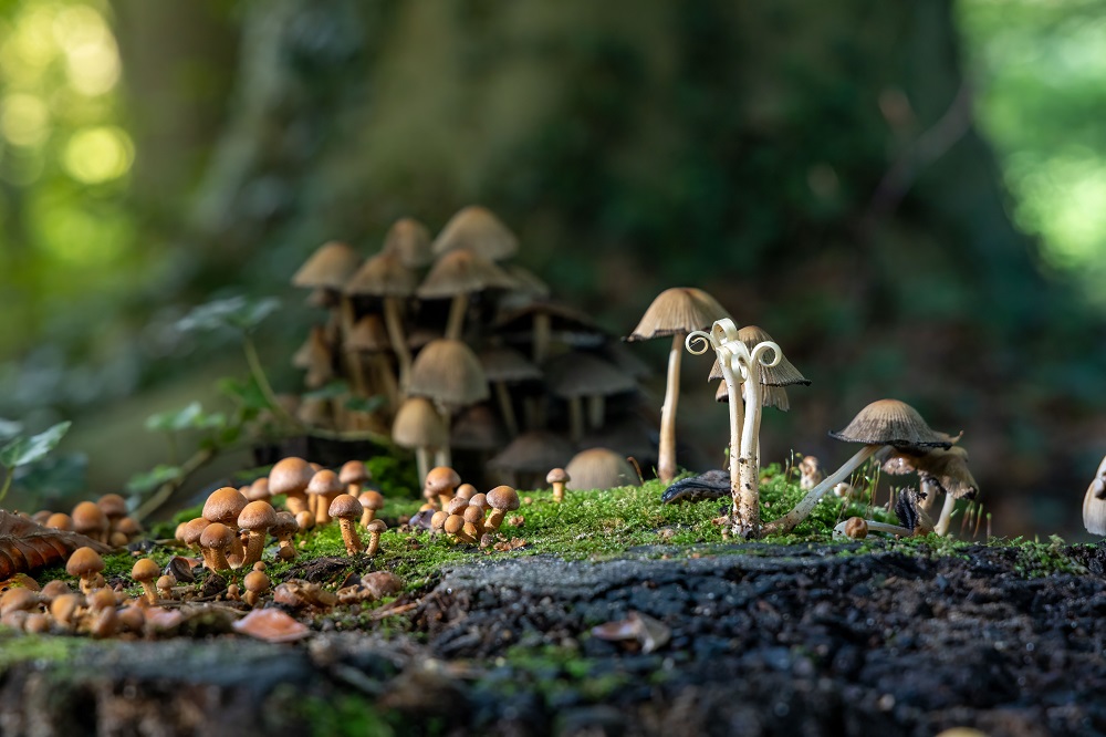 Psilocybin mushrooms growing on a mossy forest floor in natural sunlight