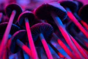 Close-up photo of psilocybin mushrooms with vibrant colors in a psychedelic light.
