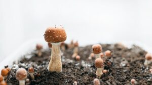 Psychedelics and mental health