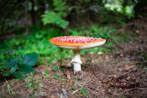 Amanita Muscaria benefits