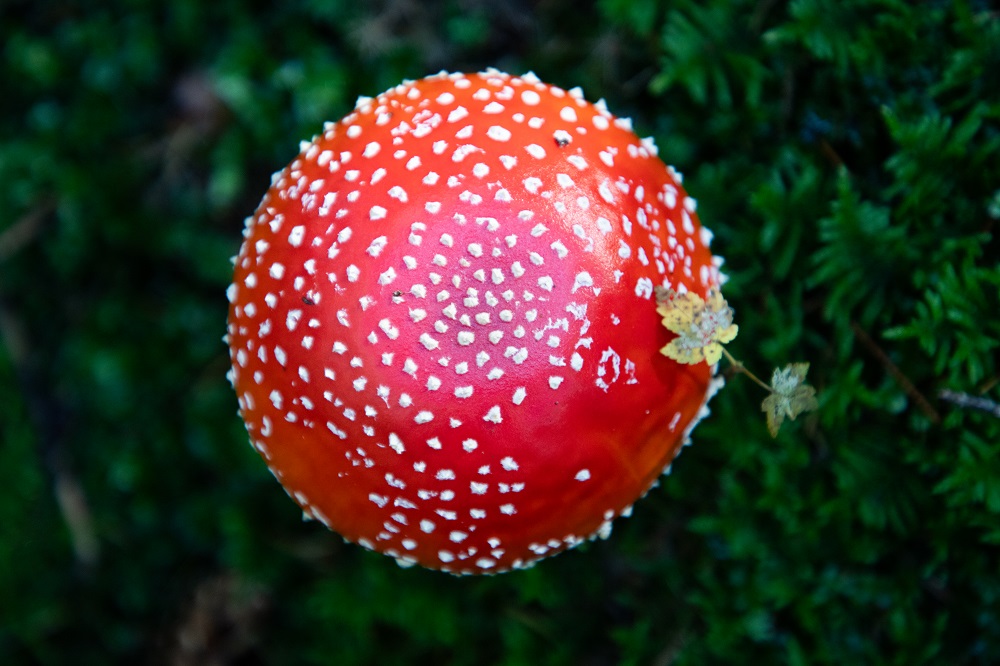 fresh mushroom in autumn forest