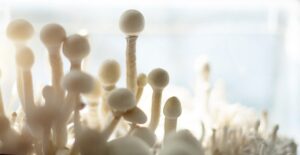 Sterile container with the mycelium of psilocybin mushrooms, psilocybe cubensis. Pin and primordia of the rasta white variety. Cultivation, creation of conditions. Microdosing, psychedelic trip