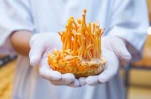 A lab worker wearing white gloves and a lab coat presents a cultivated Cordyceps mushroom, showcasing its vibrant orange tendrils. The background is filled with jars of growing Cordyceps specimens.