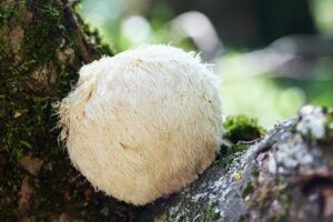 Close-up of a Lion's Mane mushroom growing on a mossy log in a forest. The white, shaggy mushroom contrasts with the earthy colors around it.