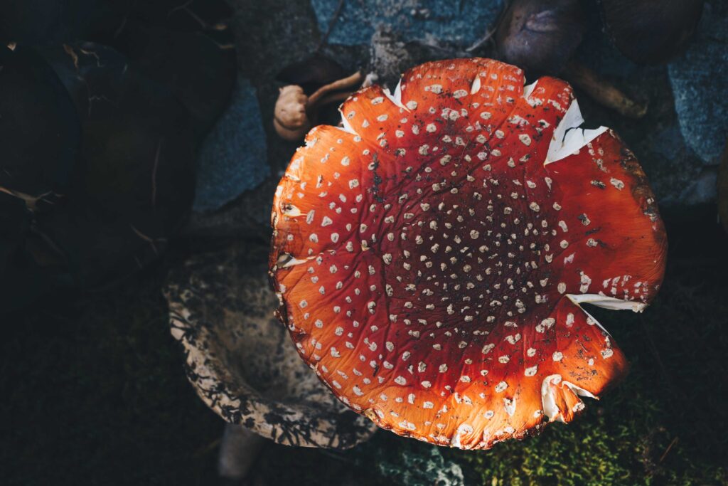big amanita muscaria mushroom top view