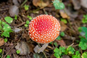 close up of fly agaric mushroom