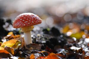 fly agaric mushroom autumn vibes