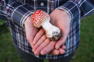 man holding a amanita muscaria mushroom