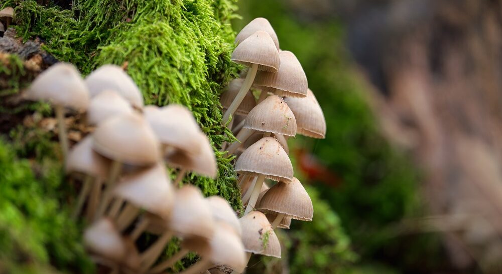 Clusters of small brown Psilocybin Mushrooms growing on moss-covered wood in a forest setting.