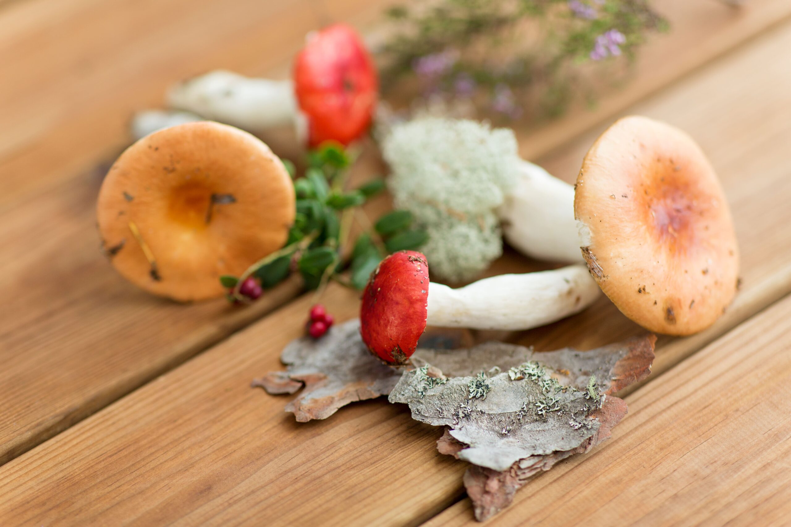 Different kinds of wellness mushrooms