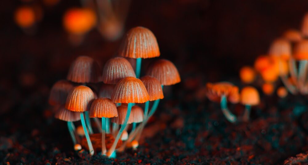 Cluster of small, orange-brown Psilocybin Mushrooms with slender stems growing from dark soil, surrounded by a blurred background.