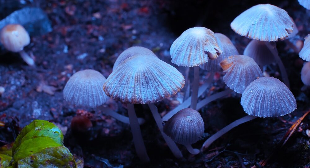  A cluster of small, white psilocybin mushrooms growing on dark, moist soil with a green leaf nearby, illuminated by a cool blue light.