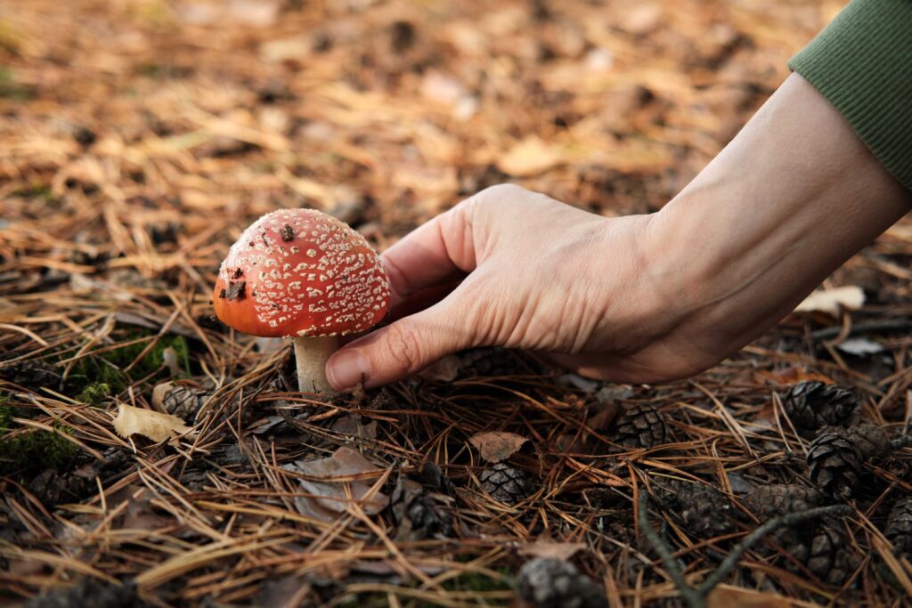 woman holding a fly agaric mushroom on the ground