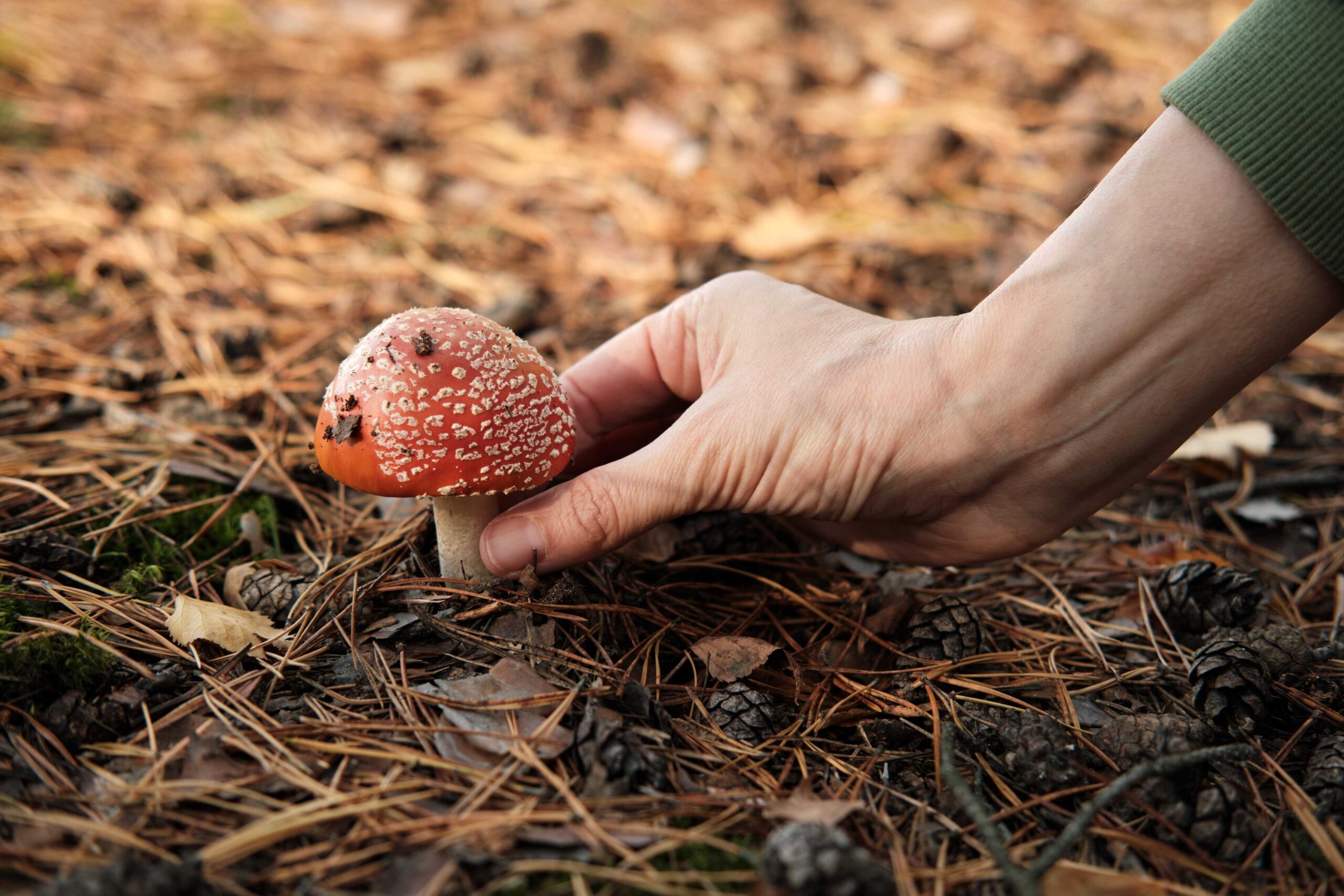woman holding a fly agaric mushroom on the ground